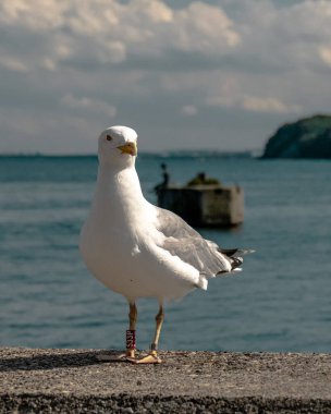 Sahilde duran bir martının güzel manzarası.