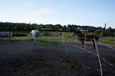 Yeşil bitkiler ve ağaçlarla çevrili bir grup at tarlanın yakınındaki ağılda.