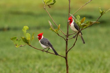 Kırmızı ibikli kardinallerin seçici odak noktası (paroaria coronata)