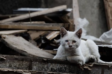 Terk edilmiş bir bölgede beyaz bir kedi.