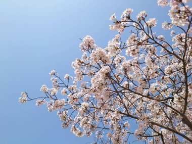 Mavi gökyüzüne karşı çiçek açan bir ağaç