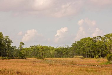 Arka planda güzel bir tarla woth ağacı manzarası.
