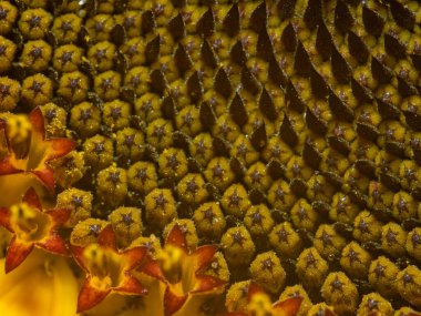 Bir ayçiçeğinin makro görüntüsü.