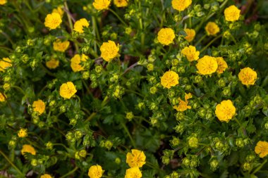 Potentilla aurea 'ya yakın plan, Rosaceae familyasından bir bitki türü..