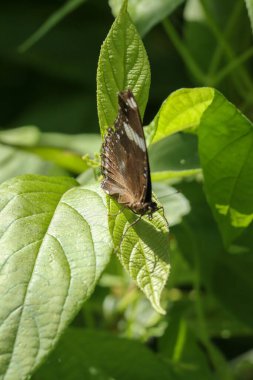 Bahçedeki yeşil yaprakların üzerinde güzel bir kelebeğin yakın çekimi.