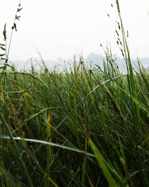 Yeşil çimlerin dikey yakın plan çekimi. Arazide su damlaları var.
