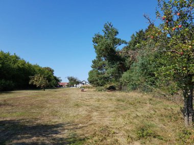 Çimleri biçilmiş ve biçilmemiş güzel bir meyve bahçesi manzarası