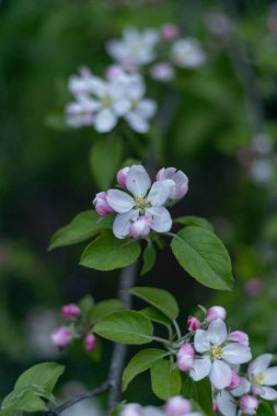 Yeşil bir dalda elma çiçeğinin dikey yakın çekimi