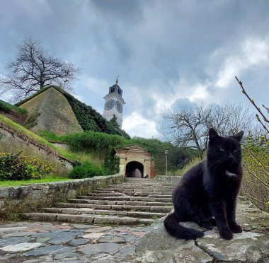 Arka planda saat kulesi olan taş merdivenlerin yanında oturan siyah bir kedi.