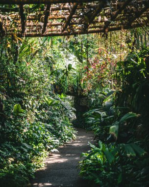 Botanik bahçesinin yemyeşil bitkilerinden geçen dolambaçlı bir yolun dikey görüntüsü.