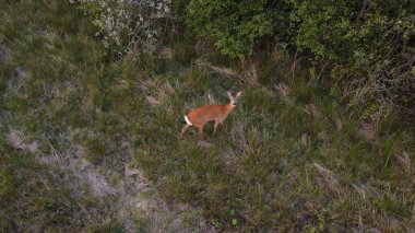 Danimarka 'da yeşil bir tarlada küçük utangaç kahverengi bir geyik.