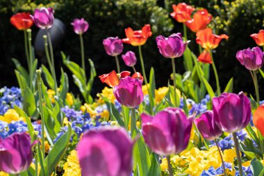 Bir tarlada çiçek açan renkli renkli lalelerin yakın plan çekimi.