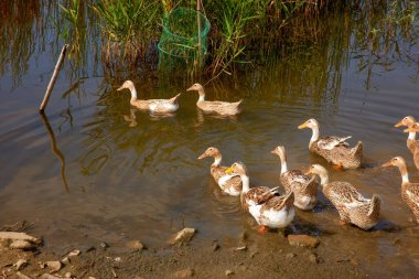 Uzun yeşil çimlerle çevrili sakin bir gölde huzur içinde yüzen bir grup şirin ördek.