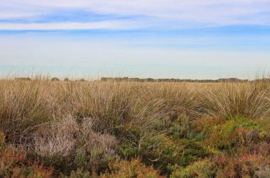 Çimenli ve ağaçlı bataklıklar.