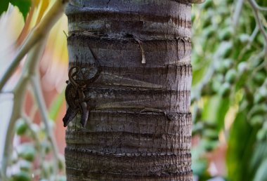 Bir ağaç kabuğunda çiftleşen kertenkelelerin yakın çekimi.