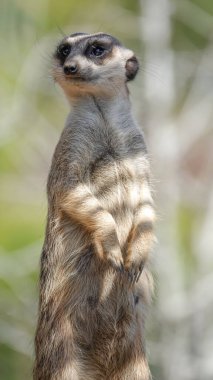 Bulanık arkaplanda şirin bir mirketin dikey yakın çekimi