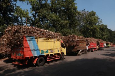 Birçok şeker kamışlı kamyon Yogyakarta 'daki Madukismo şeker fabrikasının önüne dizildi.