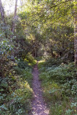 Güzel Knysna Ormanı Güney Afrika 'nın Bahçe Yolu' nda yer almaktadır.
