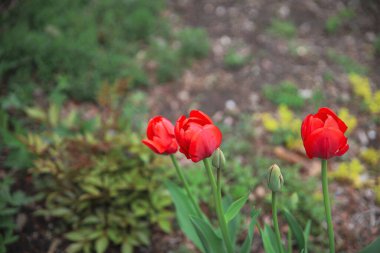 Bahçede yeşil yapraklı, bulanık arka planda kırmızı lalelerin manzarası.