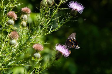 Güzel bir kelebeğin çiçeğin üzerindeki bulanık doğa arkaplanındaki yakın plan fotoğrafı.