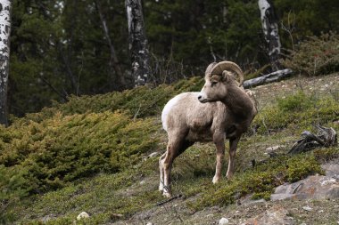 Ormanda bir Bighorn koyunu (Ovis canadensis)