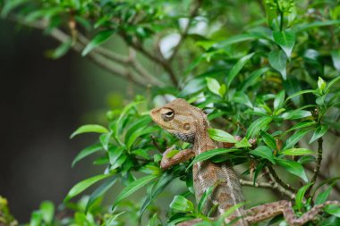 Bir kertenkelenin ağaca tırmanışının yakın çekimi.