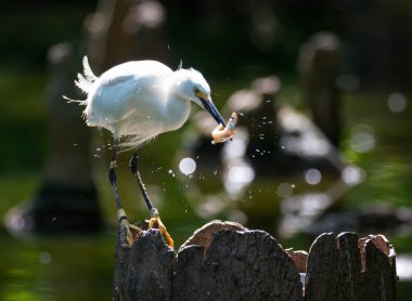 Bulanık arkaplanda karlı bir balıkçıl resmi.