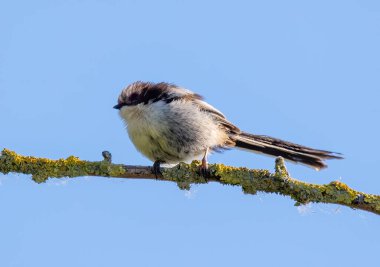 A selective focus shot of a long-tailed tit bird perched on a branch