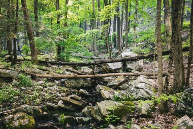 Ormanda yosun ve devrilmiş ağaç dalları olan taşların sığ odak noktası, ekoloji kavramı.