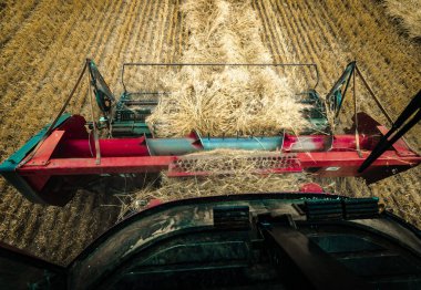 Bir tarım tarlasında buğday harmanlarken hasat sürücüsü POV 'unu birleştirmek