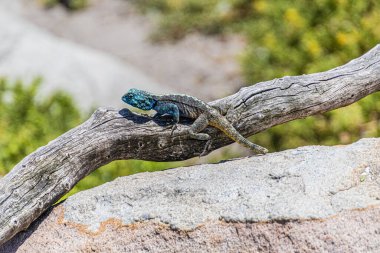 Hermanus, Güney Afrika 'da Betty Körfezi' ndeki bir ağaç dalında güneşlenen renkli bir Agama atra.
