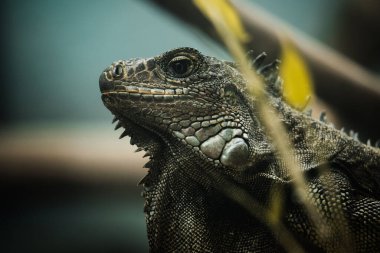 Bulanık arkaplanda yeşil bir iguananın yakın plan çekimi.