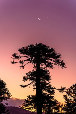 Şafakta Şili 'deki Conguillio Ulusal Parkı' nda Araucaria ağacı