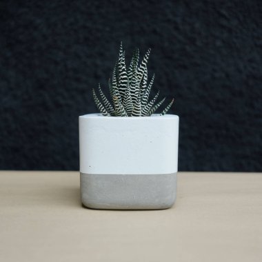 Siyah arka planda yeşil sulu bir bitki.