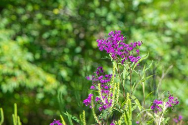 Bulanık doğa arka planında pembe kompozitae çiçeğinin yakın plan çekimi.