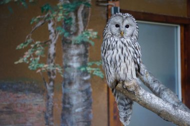 Güzel bir baykuş bir evin yakınındaki ağaca tünemiş.