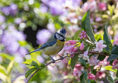 A closeup shot of a Eurasian blue tit bird perched on a cherry blossom branch