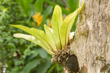 Ağaç gövdesinde büyüyen kuş yuvası eğreltiotunun (Asplenium nidus) yakın çekimi