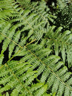 İspanya, La Palma Adası 'ndaki güzel ağaçların dikey görüntüsü.