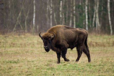 Gündüz vakti yeşil alanda yürüyen bir Amerikalı bizon.