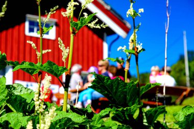 Arka planda bulanık bir bahçede yeşil yapraklı beyaz çiçekli bir fotoğraf.