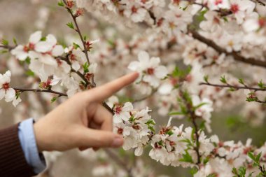 Bahar ağacı çiçeklerine dokunan kişinin yakın plan fotoğrafı.