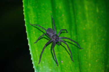 Ormandaki bir yaprağın üzerindeki avcı örümceğin yakın plan fotoğrafı.