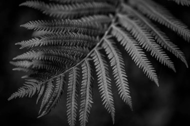A grayscale closeup shot of leaves