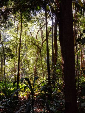 Güneşli Brezilya 'da sık yeşil bir ormanın güzel manzarası