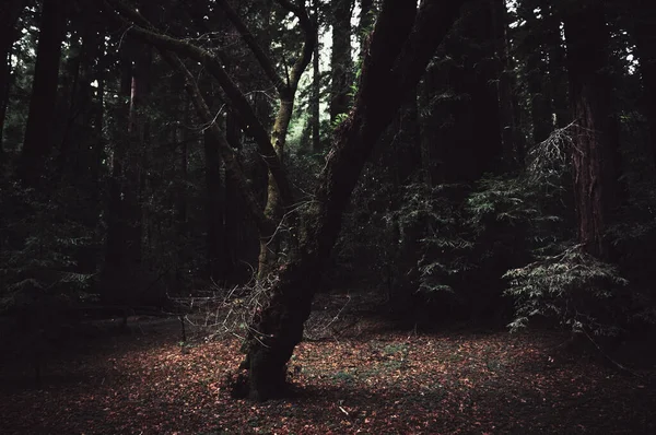 秋の神秘的な森の中で育つ木 — ストック写真
