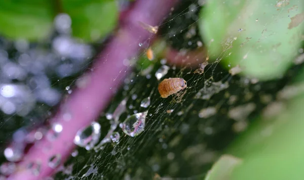 Closeup Shot Pupa Fruit Tree Leaf Roller — Stock Photo, Image