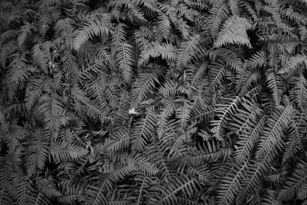Orman Zemininde Gri Eğreltiotu Yaprakları — Stok fotoğraf