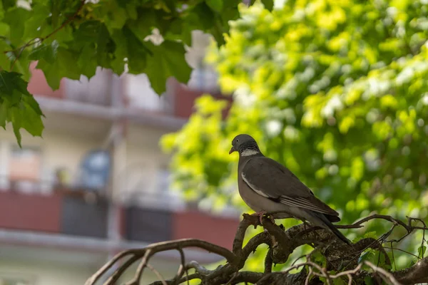 Eine Nahaufnahme Des Niedlichen Vogels Der Auf Dem Ast Eines — Stockfoto