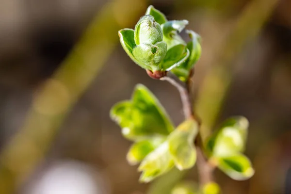 新鮮な緑の芽を持つ小枝の閉鎖 浅い焦点 — ストック写真
